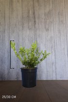 10 stuks | Japanse hulst 'Green Hedge' Pot 25-30 cm Extra kwaliteit - Bloeiende plant - Compacte groei - Geschikt als hoge en lage haag - Kleinbladig - Wintergroen