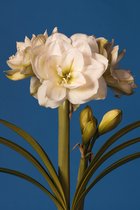 Amaryllis White Amadeus - bloembol - dubbelbloemig - wit - bolmaat 38/40 - grote bol - kerst - cadeautip - grote dubbele bloemen