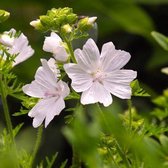 6x Malva moschata ‘Alba’ - Muskuskaasjeskruid - Pot 9x9 cm