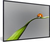 Fotolijst incl. Poster - Lente lieveheersbeestje op gras - 120x80 cm - Posterlijst