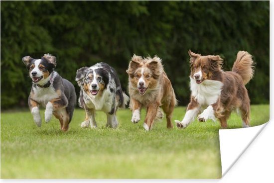 Poster 4 rennende honden op een rij