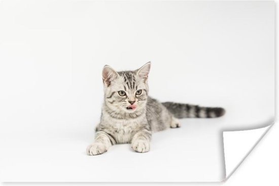 Kitten met witte achtergrond Poster 150x75 cm - Foto print op Poster (wanddecoratie)