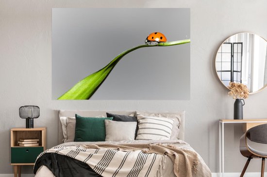 Poster Coccinelle printanière sur herbe 150x75 cm - Tirage photo sur Poster (décoration murale salon / chambre) / Poster Animaux