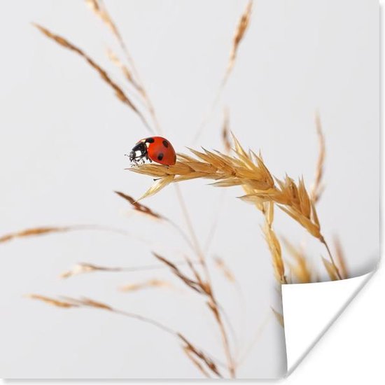 Lieveheersbeestje op gras Poster - Foto print op Poster (wanddecoratie)
