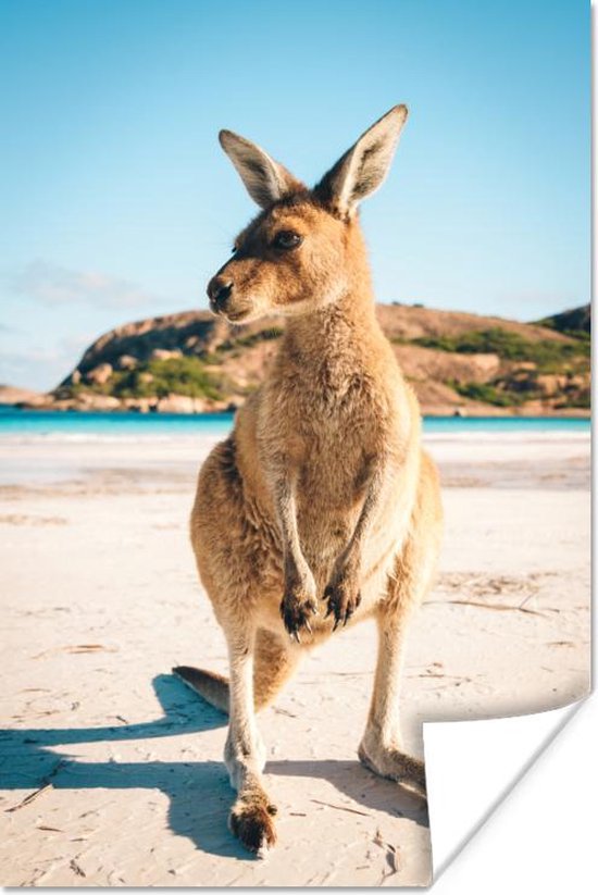 Kangoeroe op het strand Poster 80x120 cm - Foto print op Poster (wanddecoratie woonkamer / slaapkamer) / Wilde dieren Poster