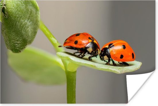 Twee lieveheersbeestjes op blad Poster 60x40 cm - Foto print op Poster (wanddecoratie)