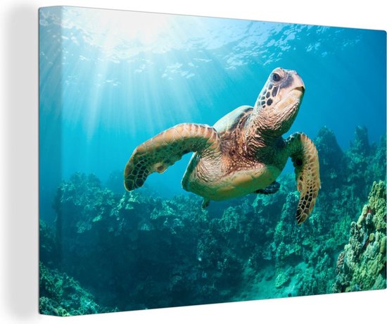 Canvas Schilderij Zwemmende schildpad fotoafdruk - 120x80 cm - Wanddecoratie