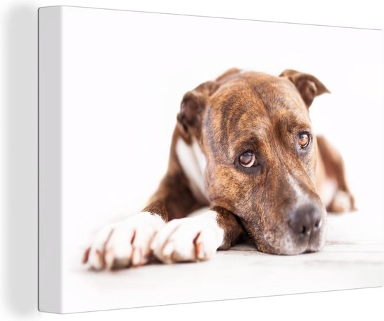 Canvas Schilderij Liggende hond fotoprint - 30x20 cm - Wanddecoratie