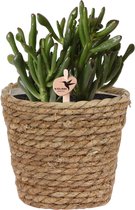 Kolibri Greens | Groene plant - Succulent Crassula Hobbit in Reed basket sierpot - potmaat Ø9cm