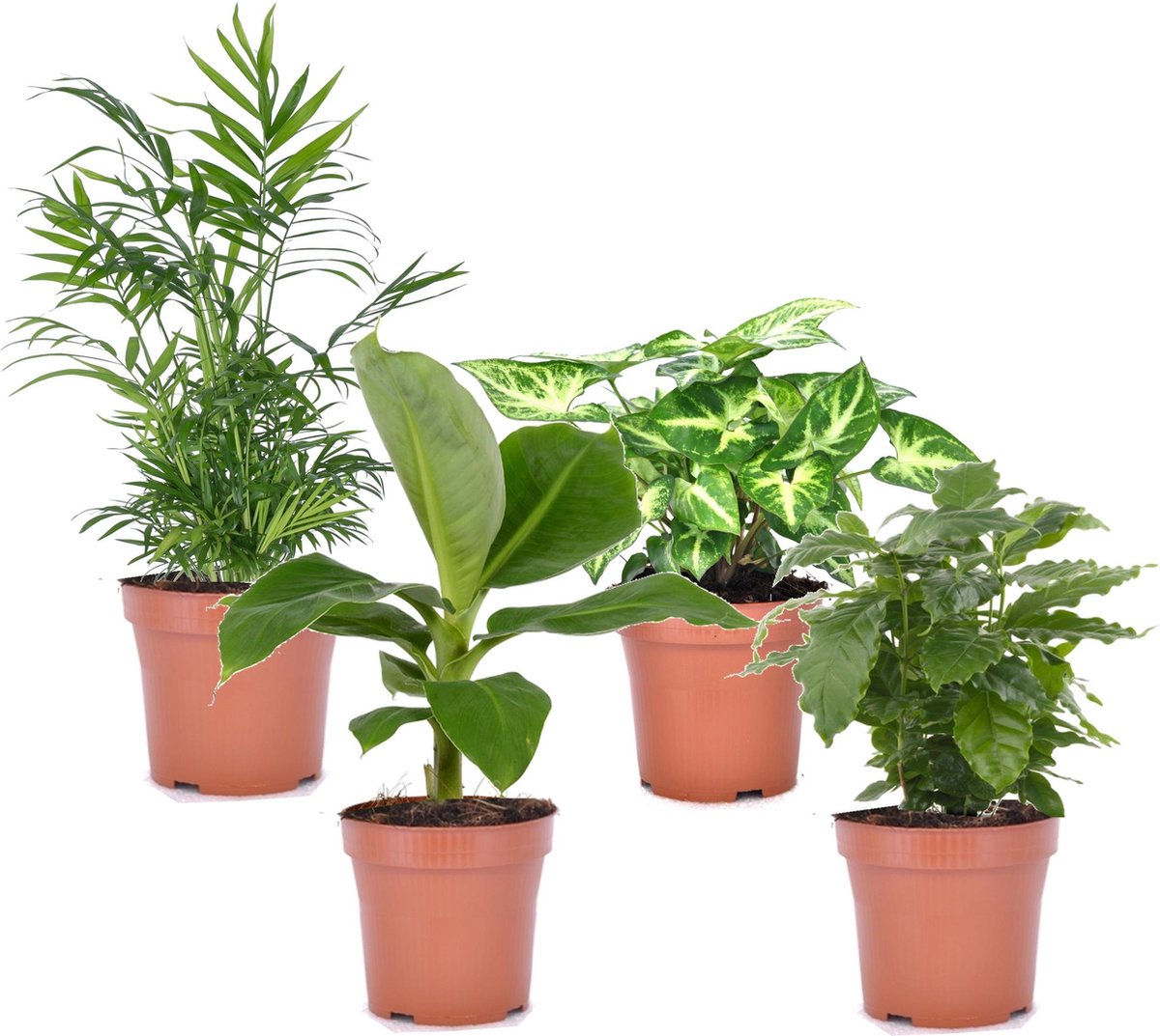 Plant in a Box - Budget mix van 4 luchtzuiverende kamerplanten - Musa - Chamadorea - Syngonium - Coffea - Pot 12cm - Hoogte 25-40cm - Plant In A Box