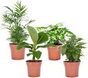 Plant in a Box - Budget mix van 4 luchtzuiverende kamerplanten - Pot 12cm - Hoogte 25-40cm