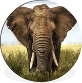 Cercle Mural - Cercle Mural - Éléphant - Herbe - Champ - Aluminium - Dibond - 30x30 cm - Intérieur et Extérieur