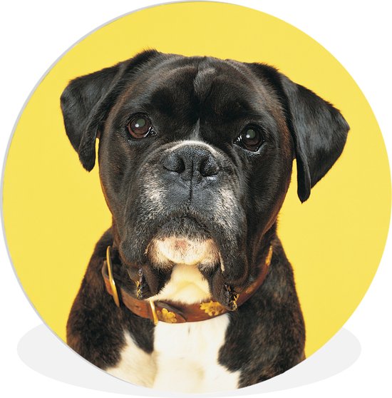 Boxer fond jaune Assiette en plastique cercle mural ⌀ 30 cm - impression photo sur cercle mural / cercle vivant (décoration murale)