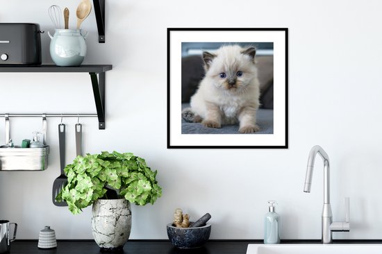 Cadre photo avec poster - Chaton - Animal - 40x40 cm - Cadre pour poster