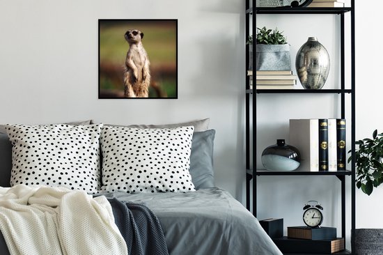 Cadre photo avec affiche - Suricate - Animal - Sauvage - 40x40 cm - Cadre pour affiche