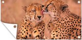 Tuinposter Baby cheeta's - 60x30 cm - Tuindoek - Buitenposter