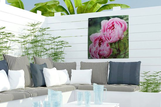 Posters de Posters de jardin Pivoines roses dans le jardin - 50x50 cm
