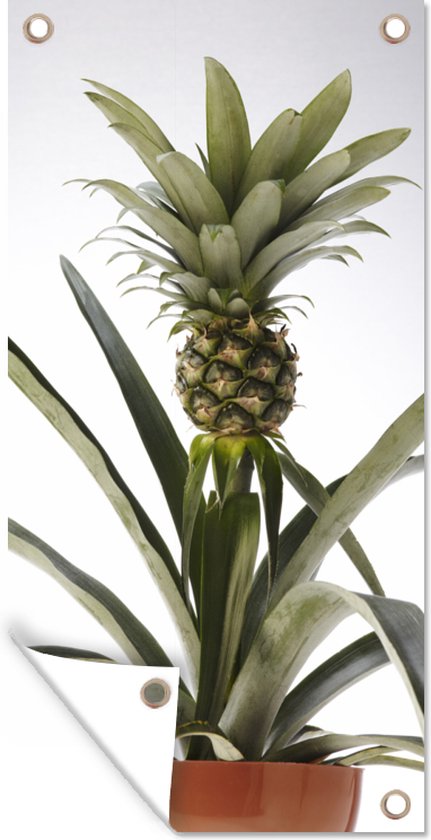 Tuinposter Ananasplant - Pot - Licht - 30x60 cm - Tuindoek - Buitenposter