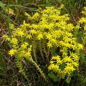 Sedum sexangulare - Zacht vetkruid - Pot 1 liter