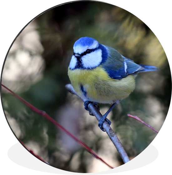 WallCircle - Cercle mural - Cercle mural - Mésange charbonnière colorée lors d'une journée ensoleillée - Aluminium - Dibond - ⌀ 90 cm - Intérieur et Extérieur