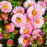 Aster novae-angliae 'Rudelsburg' - Nieuw-Engelse aster - 40 cm - Pot 2 liter