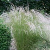 12 x Vedergras Ponytails - Winterhard Siergras - Stipa tenuissima 'Ponytails' in 9x9cm pot met hoogte 5-10cm