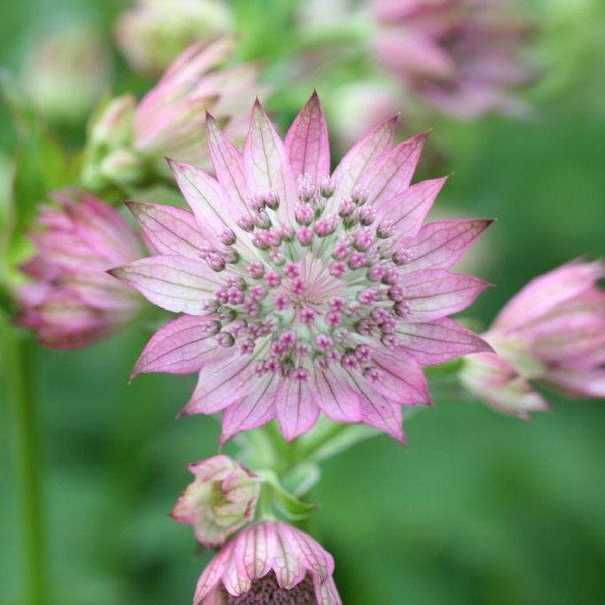 6x Astrantia majeur Milano, Bouton de Zélande