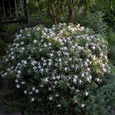 Daphne transatlantica 'Summer Ice' - Peperboompje - Planthoogte: 20-25 cm - Pot Ø 15 cm (1,5 liter)