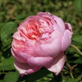 The Alnwick Rose | Engelse roos | David Austin | Roze | Struik | Sterke geur | Wortel