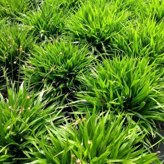 25 x Veldbies Groen - Wintergroen Siergras - Luzula pilosa Igel in