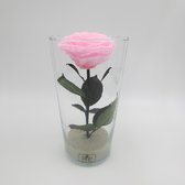 Roses By Valentine tafel Vaas Roze Roos Long life roos ( Decoratie) (cadeau voor vrouwen)