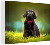 Un Labrador Retriever noir regardant toile 40x30 cm - petit - Tirage photo sur toile peinture (Décoration murale salon / chambre) / Animaux domestiques Peintures sur toile