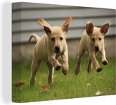 Canvas Schilderij Twee gele Labrador Retrievers lopen door het gras - 40x30 cm - Wanddecoratie