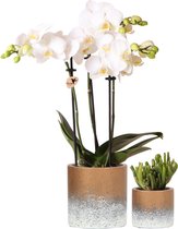 Planten set Flame brons | Set met witte Phalaenopsis Orchidee Ø9cm en groene plant Succulent Ø6cm | incl. cementen sierpotten