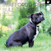 Staffordshire Bull Terrier Kalender 2022