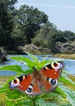 2 ansichtkaarten vlinder Dagpauwoog (nr 803)