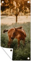 Schuttingposter Paard - Gras - Boom - 100x200 cm - Tuindoek