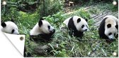 Tuinposter Panda - Natuur - Bamboe - 60x30 cm - Tuindoek - Buitenposter