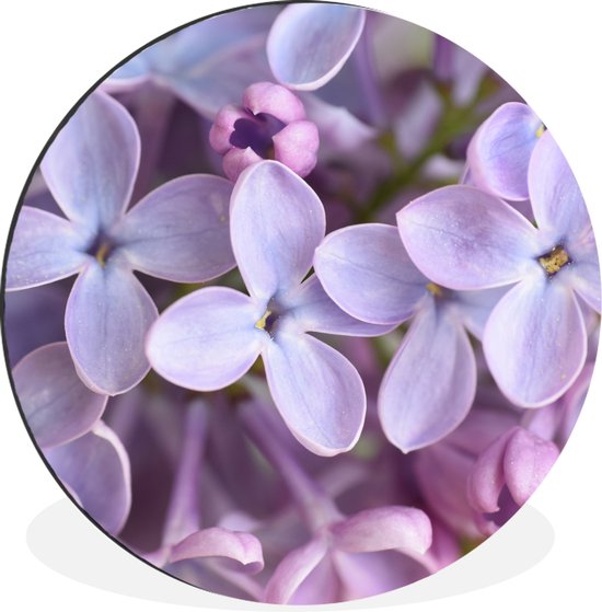 WallCircle - Wandcirkel - Muurcirkel - Close up van paarse seringen bloemen - Aluminium - Dibond - ⌀ 30 cm - Binnen en Buiten