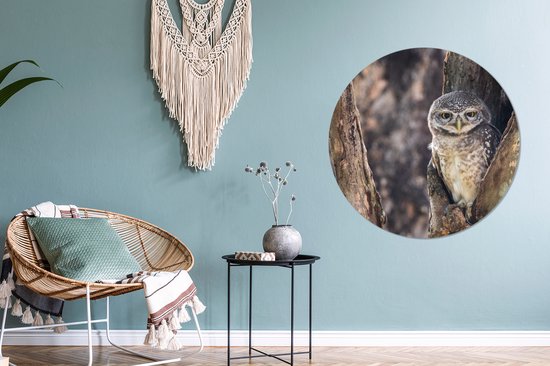 WallCircle - Stickers muraux - Cercle de papier peint - Chouette - Arbre - Forêt - 100x100 cm - Cercle mural - Autocollant - Papier peint autocollant rond XXL