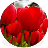 WallCircle - Wandcirkel - Muurcirkel - Close-up van rode tulpen - Aluminium - Dibond - ⌀ 140 cm - Binnen en Buiten