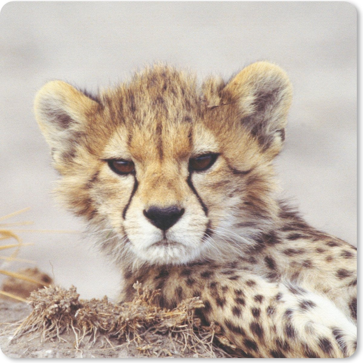 Muismat 20x20 cm - Mousepad Cheeta - Jong - Portret - Muismatten