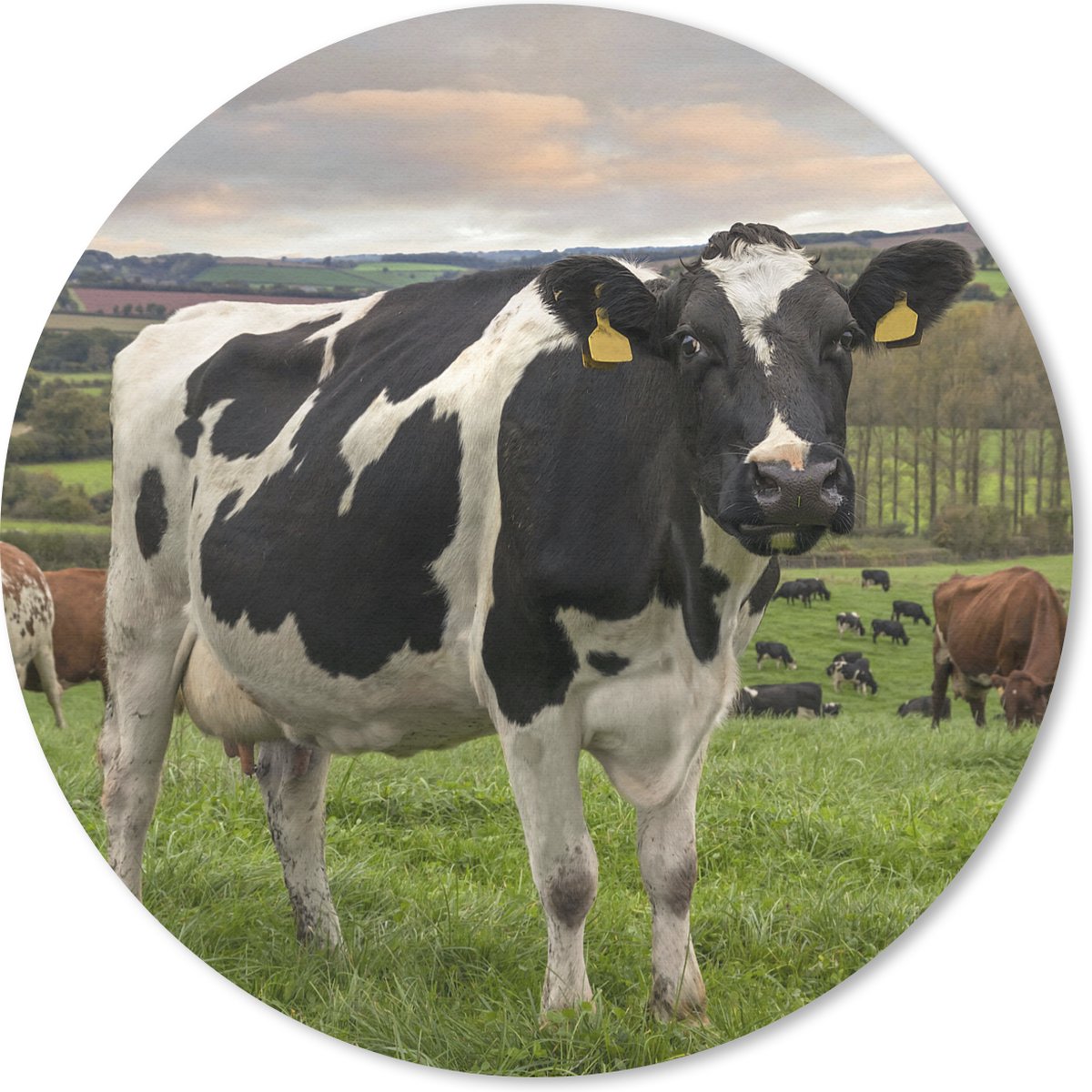 Muismat rond 50x50 cm - Mousepad Koe - Berg - Gras - Dieren - Ronde muismatten