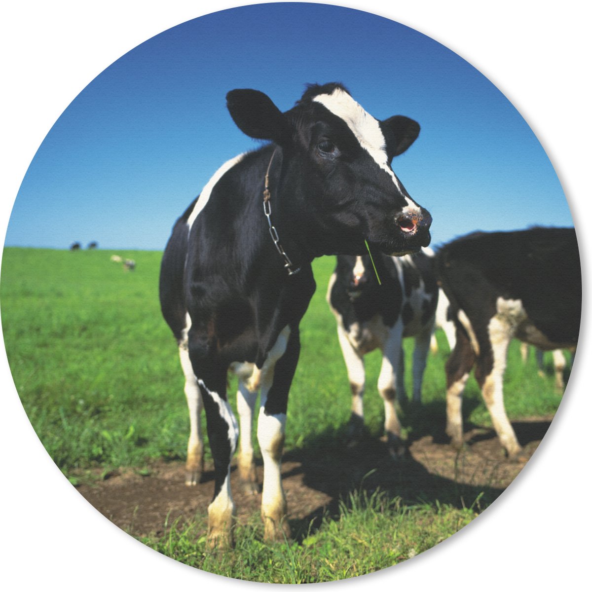 Muismat rond 30x30 cm - Mousepad Koe - Gras - Dieren - Ronde muismatten