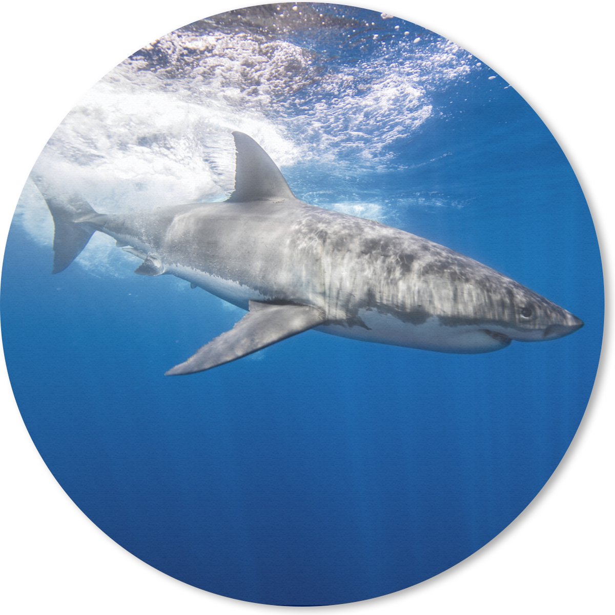 Muismat rond 30x30 cm - Mousepad Haai - Zee - Water - Ronde muismatten