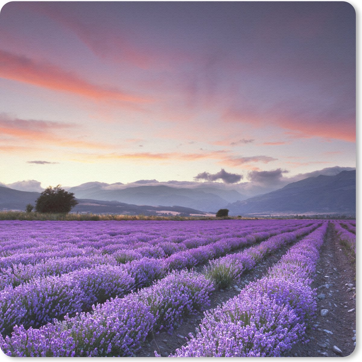 Muismat 20x20 cm - Mousepad Een prachtig lavendelveld bij zonsondergang - Muismatten