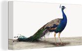Canvas schilderij dieren - Kinderkamer decoratie - Pauw - Vogel - Dieren - Blauw - Canvasdoek kinderen - Kids - 40x20 cm
