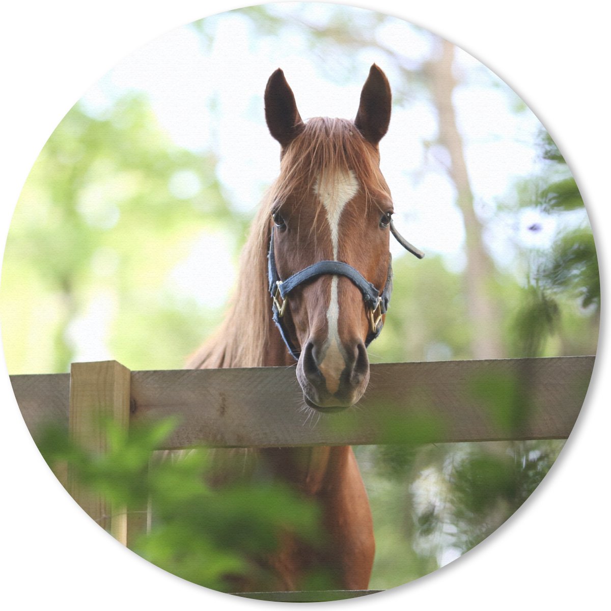 Muismat rond 20x20 cm - Mousepad Paard - Natuur - Hek - Ronde muismatten