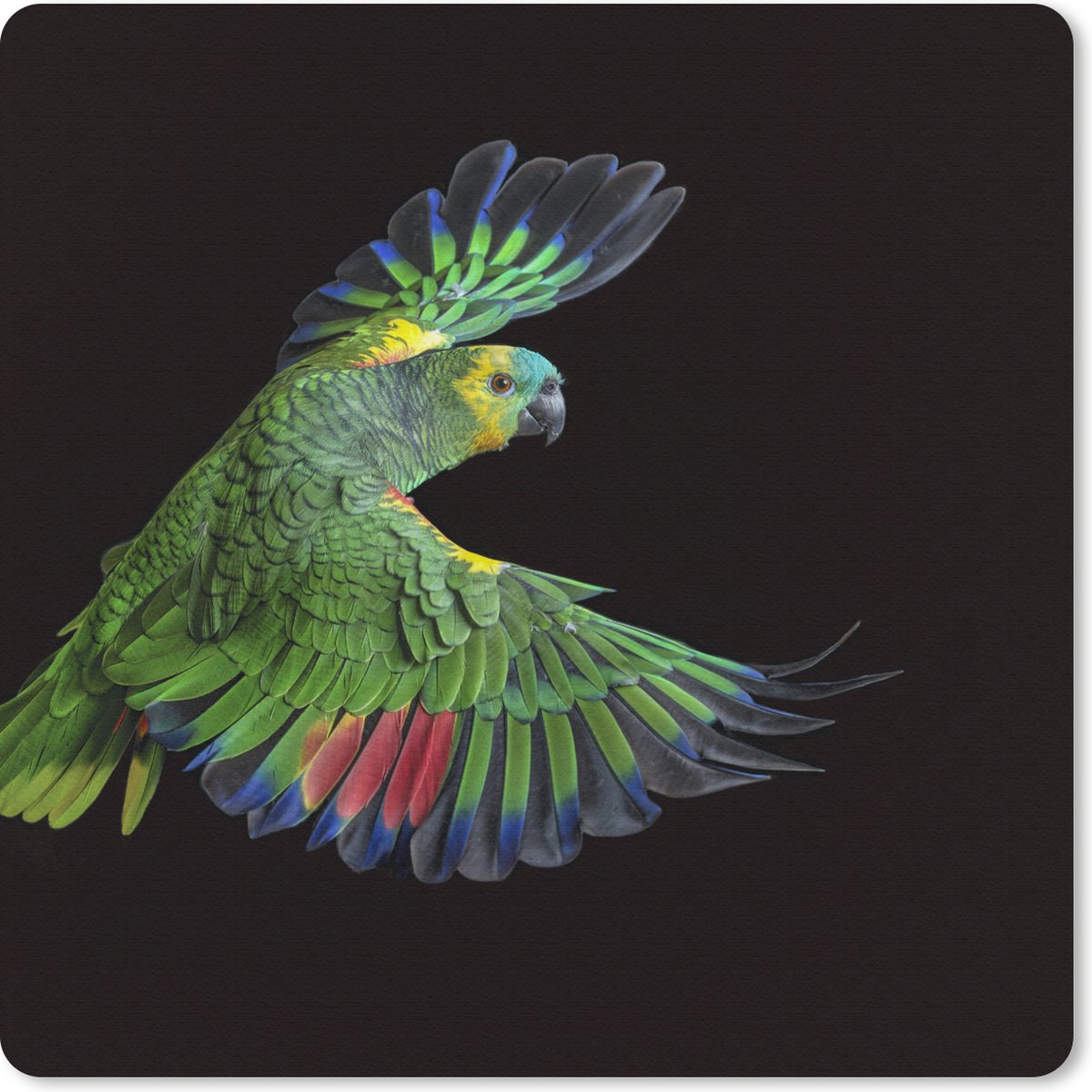 Muismat 20x20 cm - Mousepad Close-up kleurrijke papegaai - Muismatten