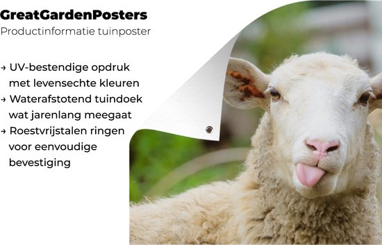 Tuinposter - Tuindoek - Tuinposters buiten - Schaap - Dieren - Wol - 120x80 cm - Tuin